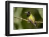 Black-Bellied Hummingbird in Cloud Forest, Costa Rica-Rob Sheppard-Framed Photographic Print