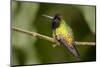 Black-Bellied Hummingbird in Cloud Forest, Costa Rica-Rob Sheppard-Mounted Photographic Print