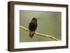 Black-Bellied Hummingbird in Cloud Forest, Costa Rica-Rob Sheppard-Framed Photographic Print