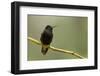 Black-Bellied Hummingbird in Cloud Forest, Costa Rica-Rob Sheppard-Framed Photographic Print