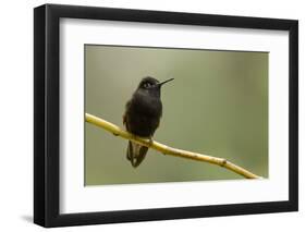 Black-Bellied Hummingbird in Cloud Forest, Costa Rica-Rob Sheppard-Framed Photographic Print