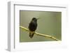 Black-Bellied Hummingbird in Cloud Forest, Costa Rica-Rob Sheppard-Framed Photographic Print