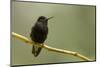 Black-Bellied Hummingbird in Cloud Forest, Costa Rica-Rob Sheppard-Mounted Photographic Print