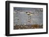 Black-bellied plover walking on wet beach.-Larry Ditto-Framed Photographic Print