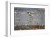 Black-bellied plover walking on wet beach.-Larry Ditto-Framed Photographic Print