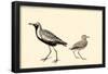 Black-Bellied Plover-null-Framed Poster