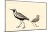 Black-Bellied Plover-null-Mounted Poster