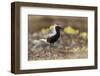 Black-Bellied Plover-Ken Archer-Framed Photographic Print