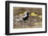 Black-Bellied Plover-Ken Archer-Framed Photographic Print