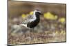 Black-Bellied Plover-Ken Archer-Mounted Photographic Print