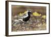 Black-Bellied Plover-Ken Archer-Framed Photographic Print