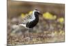 Black-Bellied Plover-Ken Archer-Mounted Photographic Print