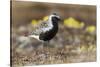 Black-Bellied Plover-Ken Archer-Stretched Canvas