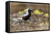 Black-Bellied Plover-Ken Archer-Framed Stretched Canvas