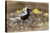 Black-Bellied Plover-Ken Archer-Stretched Canvas