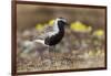 Black-Bellied Plover-Ken Archer-Framed Photographic Print