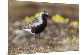 Black-Bellied Plover-Ken Archer-Mounted Premium Photographic Print