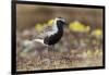 Black-Bellied Plover-Ken Archer-Framed Premium Photographic Print