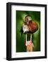 Black-Bellied Whistling-Duck, Dendrocygna Autumnalis, Fbrown Birds in the Water March, Animal in Th-Ondrej Prosicky-Framed Photographic Print