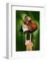 Black-Bellied Whistling-Duck, Dendrocygna Autumnalis, Fbrown Birds in the Water March, Animal in Th-Ondrej Prosicky-Framed Photographic Print