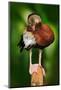 Black-Bellied Whistling-Duck, Dendrocygna Autumnalis, Fbrown Birds in the Water March, Animal in Th-Ondrej Prosicky-Mounted Photographic Print