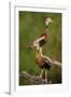 Black-bellied Whistling Duck, Dendrocygnus autumnalis, perched in tree-Larry Ditto-Framed Photographic Print