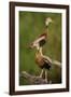 Black-bellied Whistling Duck, Dendrocygnus autumnalis, perched in tree-Larry Ditto-Framed Photographic Print