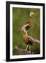 Black-bellied Whistling Duck, Dendrocygnus autumnalis, perched in tree-Larry Ditto-Framed Photographic Print