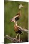 Black-bellied Whistling Duck, Dendrocygnus autumnalis, perched in tree-Larry Ditto-Mounted Photographic Print