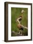 Black-bellied Whistling Duck, Dendrocygnus autumnalis, perched in tree-Larry Ditto-Framed Photographic Print