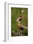 Black-bellied Whistling Duck, Dendrocygnus autumnalis, perched in tree-Larry Ditto-Framed Photographic Print