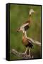 Black-bellied Whistling Duck, Dendrocygnus autumnalis, perched in tree-Larry Ditto-Framed Stretched Canvas