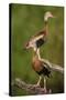 Black-bellied Whistling Duck, Dendrocygnus autumnalis, perched in tree-Larry Ditto-Stretched Canvas