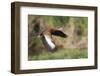 Black-bellied whistling duck flying, South Padre Island, Texas-Adam Jones-Framed Photographic Print