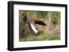 Black-bellied whistling duck flying, South Padre Island, Texas-Adam Jones-Framed Photographic Print