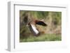 Black-bellied whistling duck flying, South Padre Island, Texas-Adam Jones-Framed Photographic Print