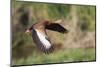 Black-bellied whistling duck flying, South Padre Island, Texas-Adam Jones-Mounted Photographic Print