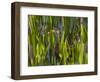 Black-Bellied Whistling Duck in Pickerel Weed, Dendrocygna Autumnalis, Viera Wetlands, Florida, USA-Maresa Pryor-Framed Photographic Print