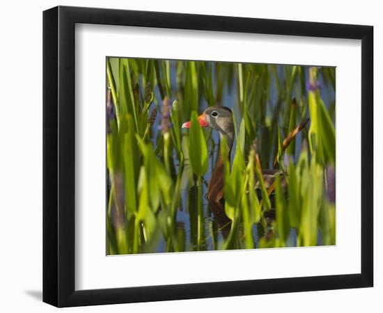 Black-Bellied Whistling Duck in Pickerel Weed, Dendrocygna Autumnalis, Viera Wetlands, Florida, USA-Maresa Pryor-Framed Photographic Print