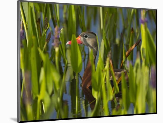 Black-Bellied Whistling Duck in Pickerel Weed, Dendrocygna Autumnalis, Viera Wetlands, Florida, USA-Maresa Pryor-Mounted Photographic Print