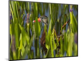 Black-Bellied Whistling Duck in Pickerel Weed, Dendrocygna Autumnalis, Viera Wetlands, Florida, USA-Maresa Pryor-Mounted Photographic Print