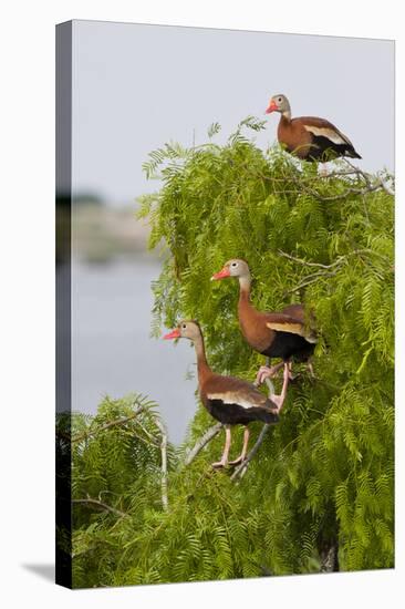 Black-Bellied Whistling Duck Perched in South Texas Habitat, USA-Larry Ditto-Stretched Canvas