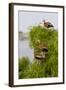 Black-Bellied Whistling Duck Perched in South Texas Habitat, USA-Larry Ditto-Framed Photographic Print