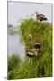 Black-Bellied Whistling Duck Perched in South Texas Habitat, USA-Larry Ditto-Mounted Photographic Print