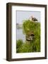 Black-Bellied Whistling Duck Perched in South Texas Habitat, USA-Larry Ditto-Framed Photographic Print