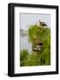 Black-Bellied Whistling Duck Perched in South Texas Habitat, USA-Larry Ditto-Framed Photographic Print