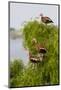 Black-Bellied Whistling Duck Perched in South Texas Habitat, USA-Larry Ditto-Mounted Photographic Print