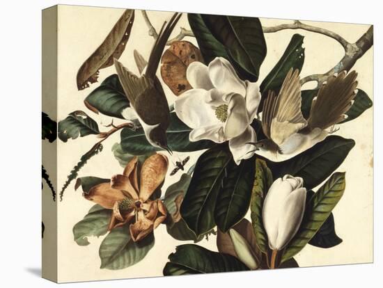 Black-Billed Cuckoo, 1822-John James Audubon-Stretched Canvas