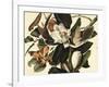 Black-Billed Cuckoo, 1822-John James Audubon-Framed Giclee Print