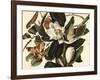 Black-Billed Cuckoo, 1822-John James Audubon-Framed Giclee Print